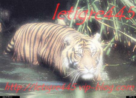 le tigre